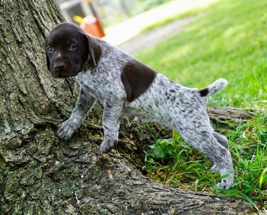 tree tree